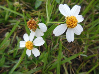 Obraz premium white and yellow daisy