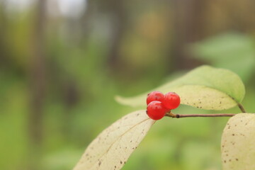Autumn red berries on a branch close up