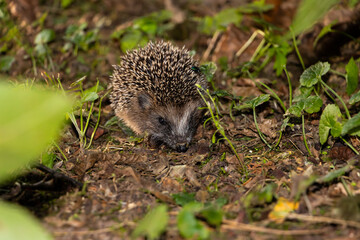 Kleiner Igel läuft im Garten