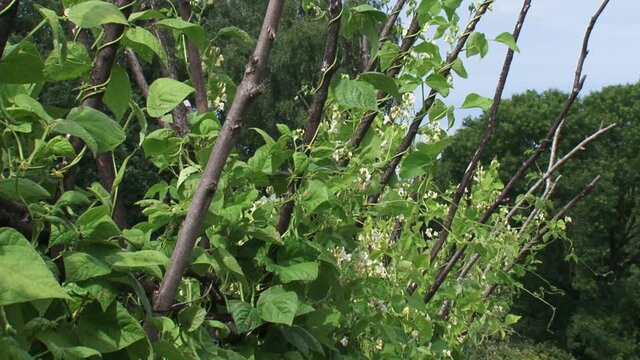 Beanstalks blooming in vegetable garden. Pole beans and runner beans have a climbing habit and produce a twisting vine.