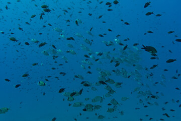 A lot of fishes in the blue sea