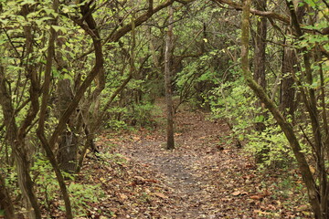 Path in the autumn forest