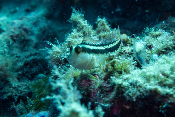 Big fish in the blue sea