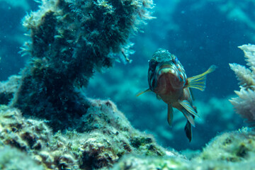 Fototapeta premium Big fish in the blue sea