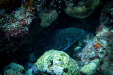 Big fish in the blue sea