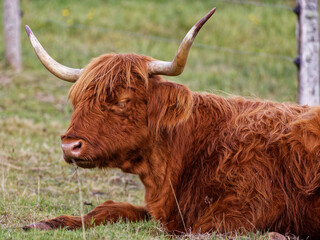 vache de race highland
