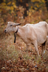 Fototapeta premium beige goat in the autumn forest chews leaves