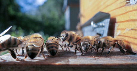 Abeilles prenant le soleil à l'automne devant la ruche
