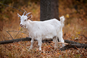Obraz premium white young goat in the autumn forest chewing leaves
