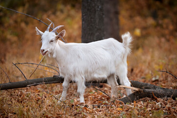 white young goat in the autumn forest chewing leaves