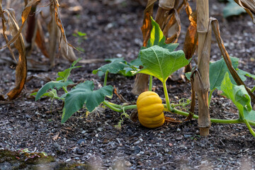 Small garden pumpkin (cucurbit) growing in the garden