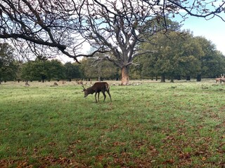 Great Adult Noble Red Deer With Big Horns, Beautifully Turned Head. European Wildlife Landscape With Deer Stag. Portrait Of Lonely Deer With Big Antlers At Birch Forest Background.