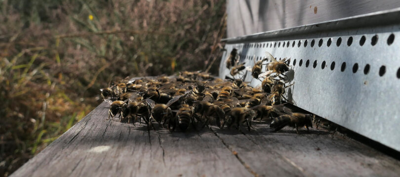 Abeilles faisant la grappe à l'entrée de la ruche, attendant les frelons asiatiques