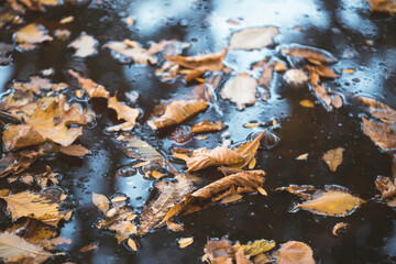 Fall season concept. Autumn leaves in puddle. Autumn atmosphere image. Selective focus.