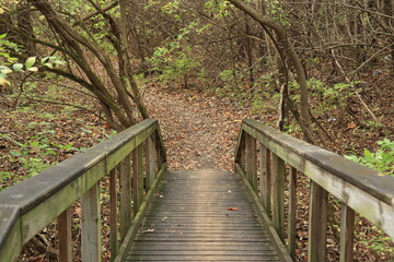Obraz premium Wooden bridge in the autumn forest