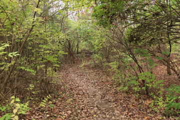 Path in the autumn forest