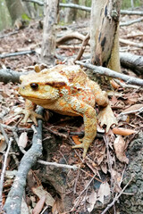 Italy Tuscany Maremma Follonica, encounter in the woods with a giant toad the Bufo bufo