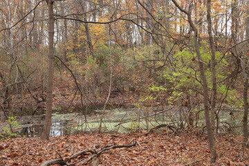 View of the swamp in the autumn forest