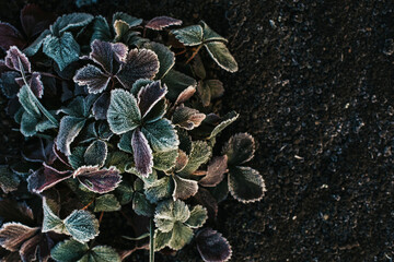 photo of frozen ground and strawberry bush. Selective focus. Freezing. Autumn texture of leaves in...