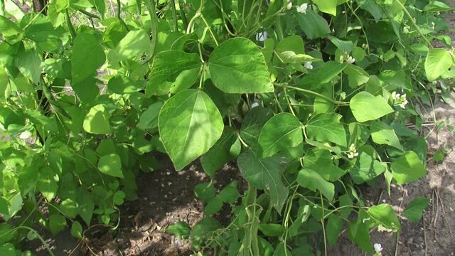 Tilt up - Beanstalks in bloom and with pods in vegetable garden. Pole beans and runner beans have a climbing habit and produce a twisting vine.