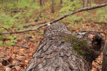 Moss on a fallen tree in the autumn forest