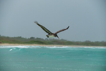 Having a hike near the beach close to Puerto Villamil you can see lots of these big pelican flying close the sea surface and see the turquoise color of the sea over their wings.  Galapagos islands