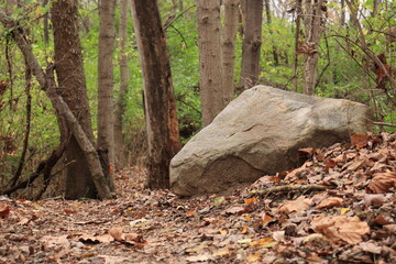 Fototapeta na wymiar Stone in the autumn forest