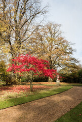 Autumnal trees in an arboretum in an English country estate in Buckinghamshire.