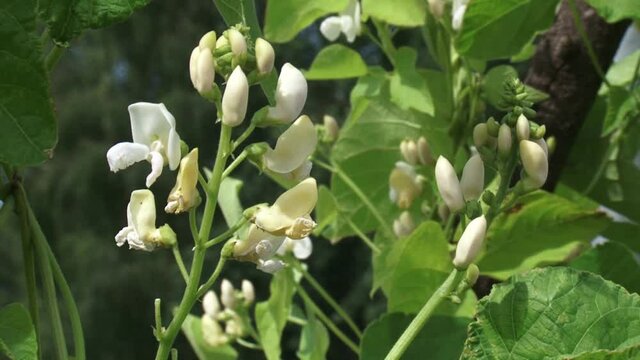 White blooming runner beans - close up