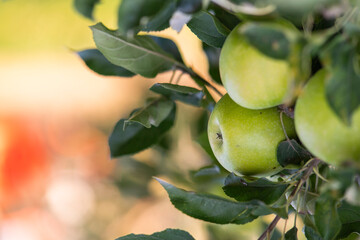 Green apple in a tree during autumn