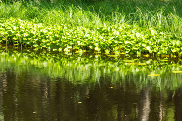 Obraz premium beautiful landscape with trees, plants, grass, stones, pond, river in summer in an eco-friendly place, Karelia, Russia