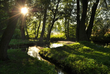 sunrise in the park with water