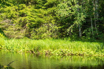beautiful landscape with trees, plants, grass, stones, pond, river in summer in an eco-friendly place, Karelia, Russia