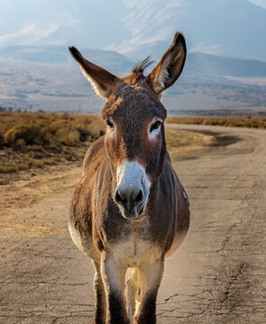 Image of a burro, donkey and mule. These are wild burros in the desert.