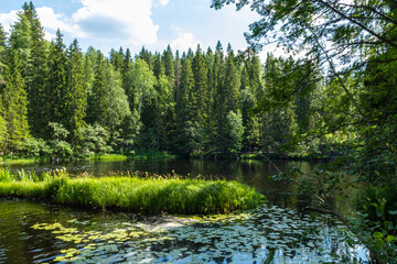 beautiful landscape with trees, plants, grass, stones, pond, river in summer in an eco-friendly place, Karelia, Russia