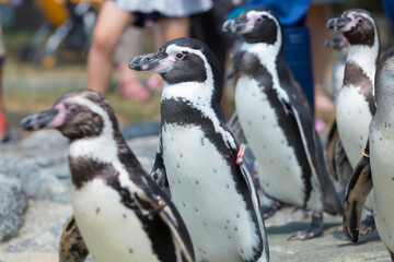 行進するフンボルトペンギン