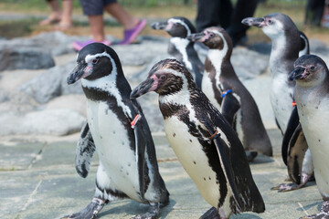 行進するフンボルトペンギン