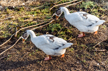 big goose goose in the meadow in the pen and nibble the grass