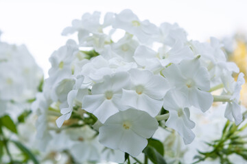 White angel phlox flowers. Blooming garden phlox, perennial or summer phlox