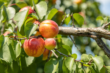 Ripe apricot hanging on a tree branch with sunshine during sunny summertime day. Healthy eating concept.