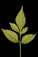 Fototapeta premium Common Beggarticks (Bidens frondosa). Leaf Closeup