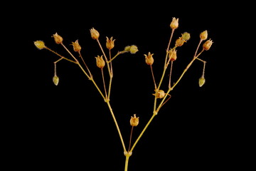 Corn Spurrey (Spergula arvensis). Infructescence Closeup