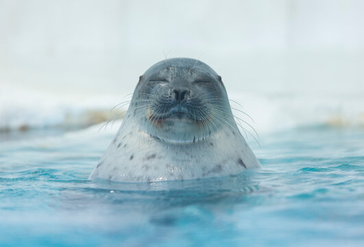 顔を出すワモンアザラシ