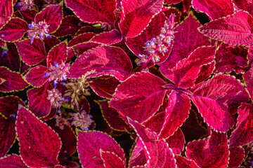 Ground-cover floral carpet of red leaves of the garden koleus