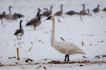 Trumpeter Swan (Cygnus buccinator) and Canada Geese (Branta canadensis) feeding in a snow covered corn field that has been harvested during migration. Selective focus, background blur and foreground b