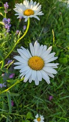 daisies in the grass