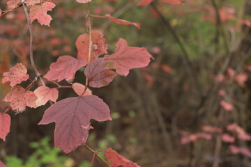 Autumn red leaves on a branch close up
