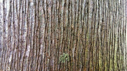 Wood, wood texture, wood photography, light brown, dark brown, bark.