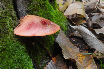 Fungo Fistulina hepatica o lingua di bue,primo piano su tronco in Autunno © paolofusacchia