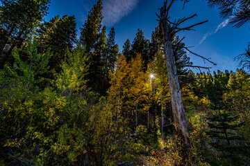 A beautiful fall landscape image with turning trees.